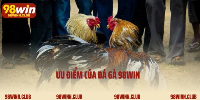 Ưu điểm của đá gà 98Win